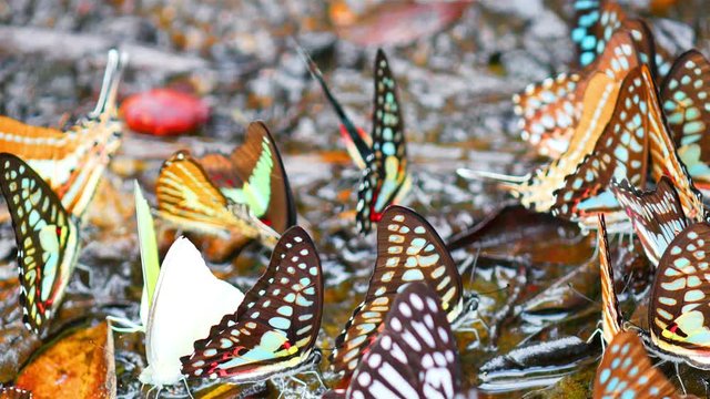 Multi-colored butterfly Many species for food Explore natural sources 