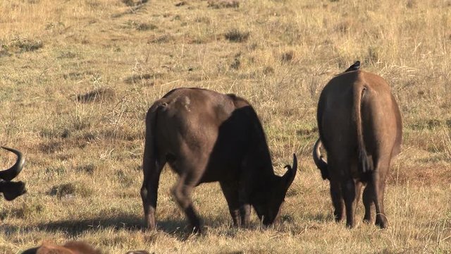 Buffel eating grass South Africa Wildlife