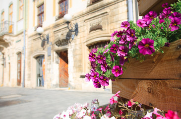 Colorful flowers blooming in the flowerpot in the old street.