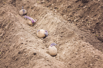 Potato tubers planting into the ground. Early spring preparations for the garden season.