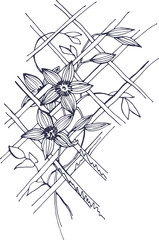 Refined Clematis flowers, which are woven on a grid
