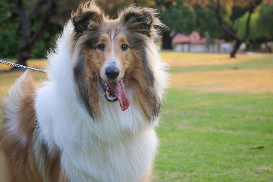 Beautiful dog face looking at camera