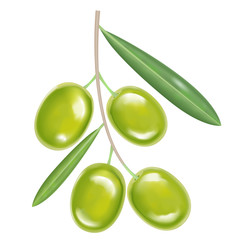 vector green realistic olives