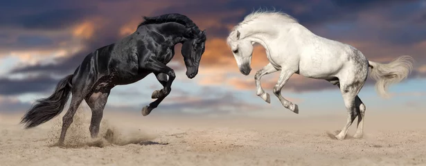Foto op Canvas Twee mooie paard portret in beweging fokken tegen avondrood in woestijnstof. Zwart-witte paardenbanner voor website © callipso88