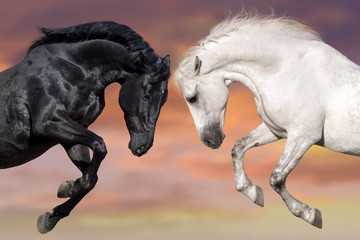 Two beautiful horse portrait in motion rearing up against sunset sky. Black and white horses. - obrazy, fototapety, plakaty