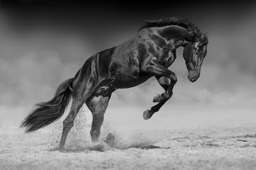 Fototapeta na wymiar Black horse stallion play and jump in desert dust. Black and white horse