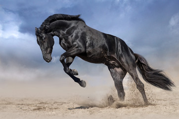 Obraz premium Ogier czarnego konia gra i skacze w pustynnym kurzu