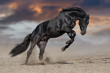 Plakat Black horse stallion play and jump in desert dust