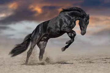 Poster Zwarte paardenhengst speelt en springt in woestijnstof © callipso88