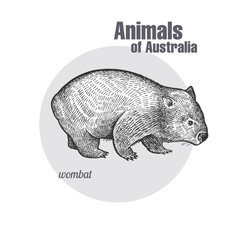 Animals of Australia. Wombat.