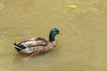 A male mallard (wild duck) is swimming in a pond.