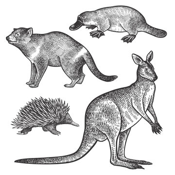 Animals of Australia. Tasmanian devil, Platypus, Wallaby or kangaroo, Echidna.
