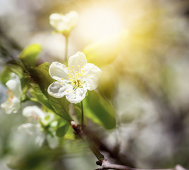 Flowering of bird cherry tree, outdoor, natural light. Beautiful fresh natural soft background