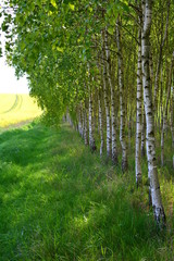 młody las brzozowy © robert6666