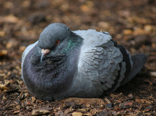 Fototapeta premium Angry pigeon