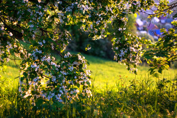 A branch of a flowering spring tree on the background of the bright sun meadow with green grass.  Altai Mountains, Siberia, Russia.