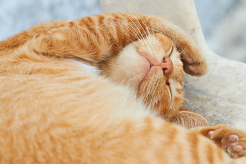 Cute cat sleeping on a chair