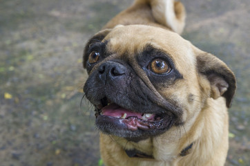 pug dog sitting behind shrub.