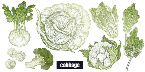Various cabbage set. - obrazy, fototapety, plakaty