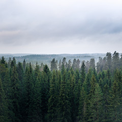 Landscape with grey weather and forest from hill at autumn day