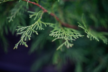 Green Hedge of Thuja Trees. Platycladus orientalis (also known as Chinese thuja, Oriental arborvitae, Chinese arborvitae, biota or oriental thuja)