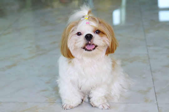 Cute Dog -  Shih tzu Dog sit down and curious cute eyes looking in the camera.