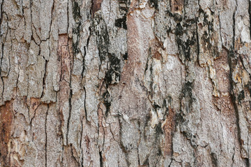 wood texture