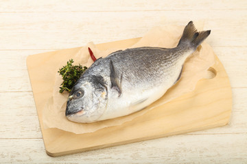 Fototapeta premium raw dorada fish