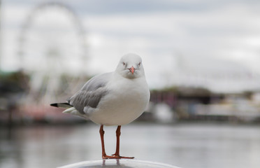 Obraz premium Close-up seagull looking at camera