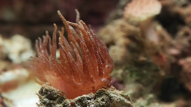 Sea anemones in marine aquarium 