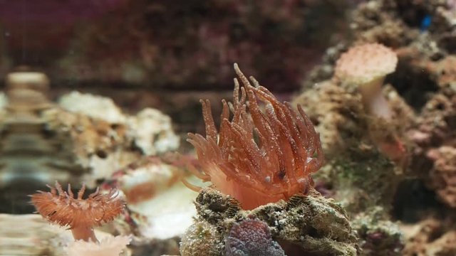 Sea anemones in marine aquarium 