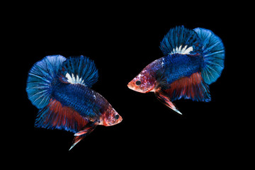 two siamese fighting fish isolated on black background