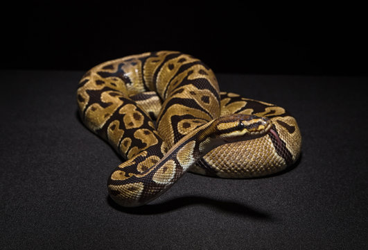 Photo of brown royal python