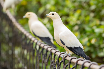 Pied imperial pigeon on rail bridge