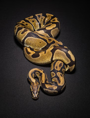 Image of brown ball python