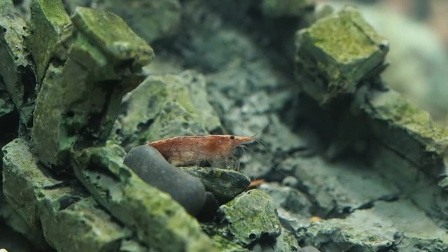 Shrimp red behind the glass of the aquarium