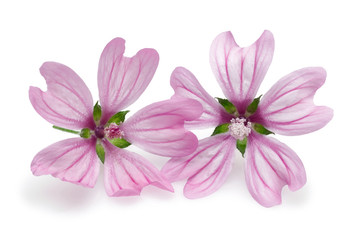 Fototapeta premium Mallow flowers