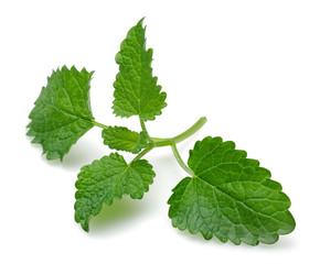 Melissa leaves, lemon balm