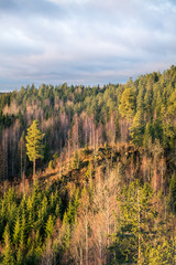 Landscape with pine trees from top of the hill at morning in Finland