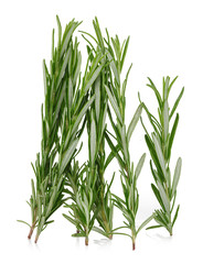 Fresh rosemary leaves