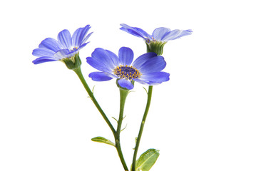 Obraz na płótnie Canvas blue cineraria isolated