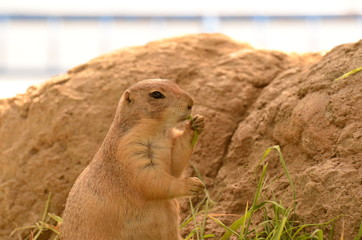 オグロプレーリードッグ