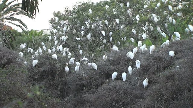 Group of white birds in tree