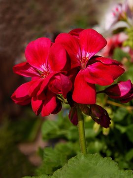 red flowers of geranium potted plant