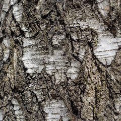 birch tree bark texture natural background close-up.