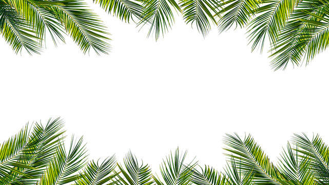 rahmen aus palmenblättern, palmwedeln auf weißem hintergrund