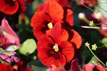 another pansies