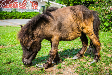 Naklejka na ściany i meble Dwarf horse at Bonanza Exotic Zoo in Thailand