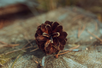 Pine cone on the ground