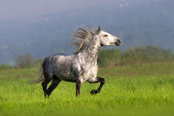Fototapeta na wymiar White horse trotting in summer field